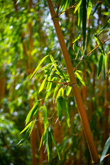 Bamboo forest in sunlight