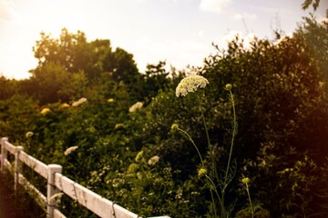 Pretty flowers by a countryside fence.