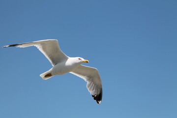 Seagull in flight.