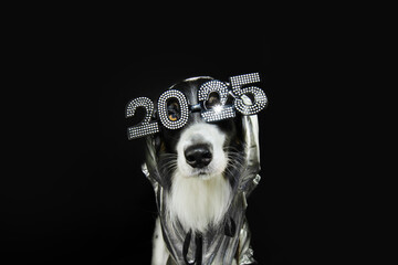 Happy New year pet. Dog wearing 2025 glasses and jacket. Isolated on black background