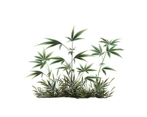 Fototapeta premium A cluster of lush green plants with broad leaves, isolated on a white background. Perfect for nature and botanical themed designs.