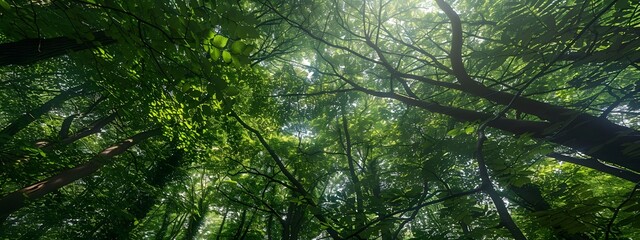 A panoramic view of the canopy from below, showcasing tall trees with lush green leaves in an enchanting forest setting