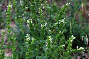 Closeup of stiff hedgenettle flowers (Stachys recta)