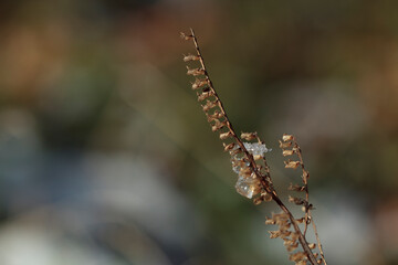Dried plant with frost crystals