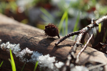 Spiky seed pod on a frosted log