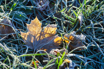 Autumn leaf on frosty grass
