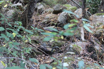 plants on the rock