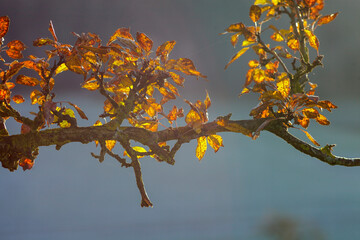 Frosty field with distant trees