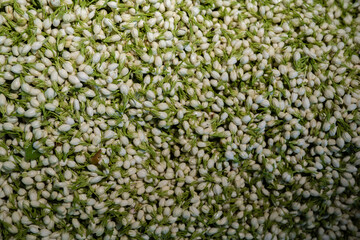 Mogra Jasmine flower bud bunch in a flower market