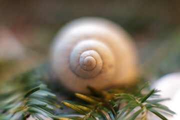 Snail shell on evergreen