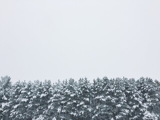 snowy pine trees and clean cloudy sky