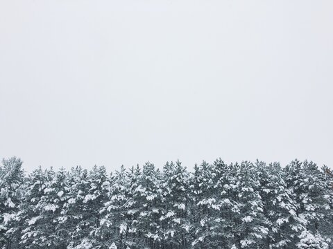 snowy pine trees and clean cloudy sky