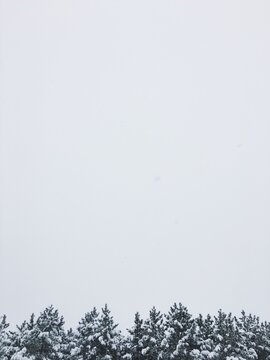 minimal winter sky and snow covered pine trees