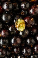 black currant berry in section