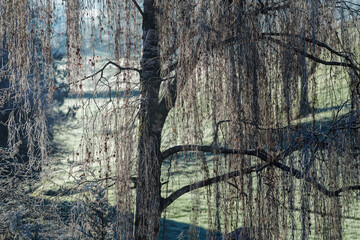 Willow tree branches with frost