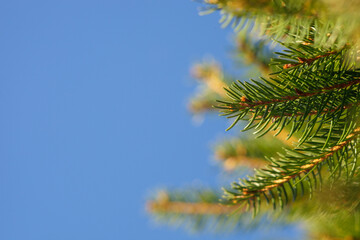 Pine branches with needles under clear sky