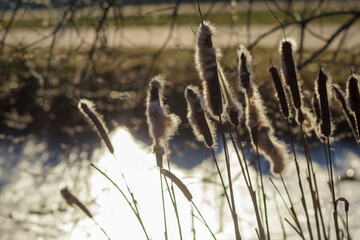 Cattails by a sunlit pond