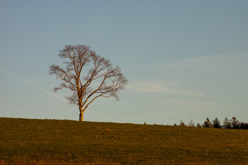 Lone tree on a grassy hill at sunset