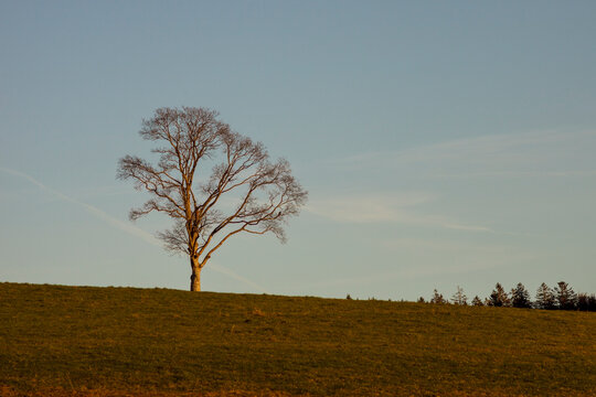 Lone tree on a grassy hill at sunset