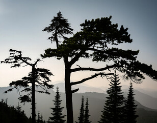  Pine Tree Silhouettes- A vector illustration of pine tree silhouettes in various shapes and_1(265)