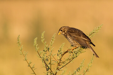 Bird Corn Bunting Emberiza calandra, meadow in summer time, Poland Europe