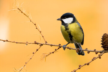 Colorful great tit ( Parus major ) perched on a tree trunk, photographed in horizontal, amazing background	