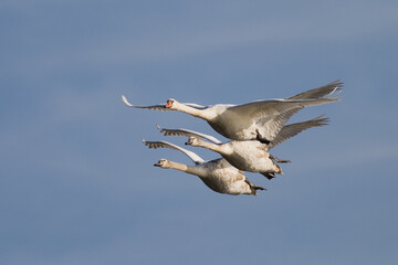 flying Birds Mute Swan Cygnus olor in blue sky background, Poland Europe	
