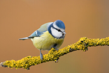 Bird - Blue Tit ( Cyanistes caeruleus ) perched on tree winter time small bird on blurred background