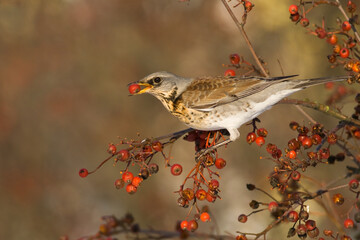fieldfare, Turdus pilaris, bird eating berries on a hawthorn bush during Autumn season