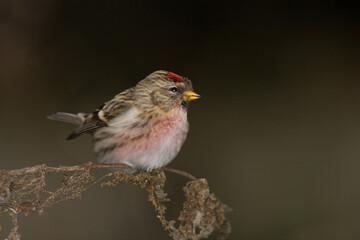 Bird - Redpoll Carduelis flammea songbird small migratory bird on blurry background autumn time bird sitting on the withered weeds