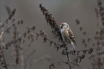 Bird - Redpoll Carduelis flammea songbird small migratory bird on blurry background autumn time bird sitting on the withered weeds
