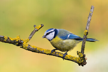 Bird - Blue Tit ( Cyanistes caeruleus ) perched on tree winter time small bird on blurred background