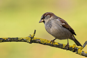 Bird - House sparrow Passer domesticus sitting on the branch