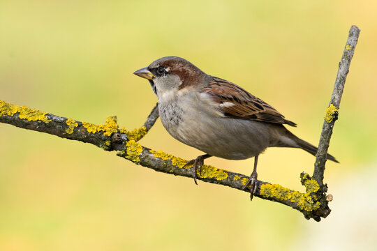 Bird - House sparrow Passer domesticus sitting on the branch