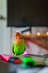 Cute lovebird parrot.pet african parrot.caring for animals.cute video.Funny parrots.Home pet parrot.The best birds.Beautiful photo of a bird.Ornithology.caring for the animal.bird pet.funny photo.
