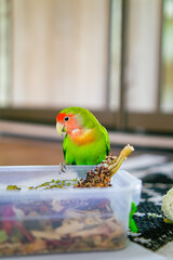Cute lovebird parrot.pet african parrot.caring for animals.cute video.Funny parrots.Home pet parrot.The best birds.Beautiful photo of a bird.Ornithology.caring for the animal.bird pet.funny photo.  © Daria