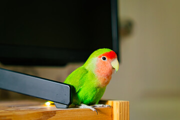Cute lovebird parrot.pet african parrot.caring for animals.cute video.Funny parrots.Home pet parrot.The best birds.Beautiful photo of a bird.Ornithology.caring for the animal.bird pet.funny photo.
