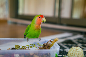 Cute lovebird parrot.pet african parrot.caring for animals.cute video.Funny parrots.Home pet parrot.The best birds.Beautiful photo of a bird.Ornithology.caring for the animal.bird pet.funny photo.
