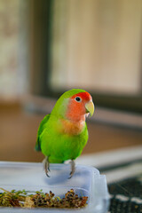 Cute lovebird parrot.pet african parrot.caring for animals.cute video.Funny parrots.Home pet parrot.The best birds.Beautiful photo of a bird.Ornithology.caring for the animal.bird pet.funny photo.

