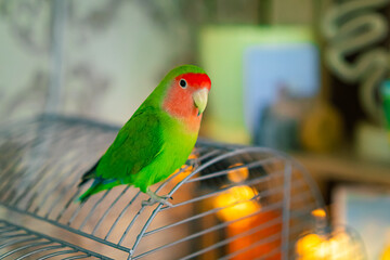 Cute lovebird parrot.pet african parrot.caring for animals.cute video.Funny parrots.Home pet parrot.The best birds.Beautiful photo of a bird.Ornithology.caring for the animal.bird pet.funny photo.  © Daria