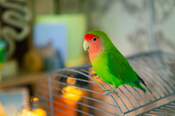 Cute lovebird parrot.pet african parrot.caring for animals.cute video.Funny parrots.Home pet parrot.The best birds.Beautiful photo of a bird.Ornithology.caring for the animal.bird pet.funny photo.
