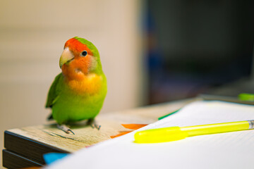 Cute lovebird parrot.pet african parrot.caring for animals.cute video.Funny parrots.Home pet parrot.The best birds.Beautiful photo of a bird.Ornithology.caring for the animal.bird pet.funny photo.
