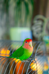 Cute lovebird parrot.pet african parrot.caring for animals.cute video.Funny parrots.Home pet parrot.The best birds.Beautiful photo of a bird.Ornithology.caring for the animal.bird pet.funny photo.  © Daria