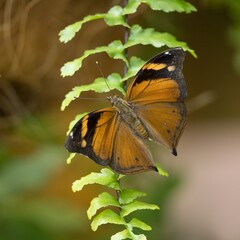 butterfly on leaf