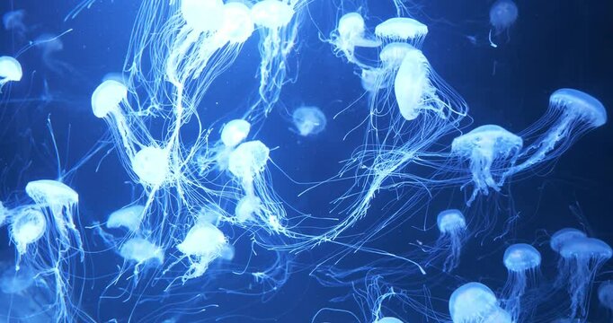 White medusas swims underwater. Beautiful jellyfishes swims in blue water
