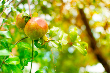 Arbol de Punica granatum en un jardin en una casa