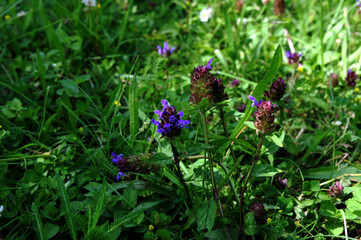 Flowers of a Common Selfheal (Prunella vulgaris)