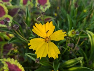 yellow flowers