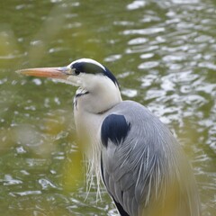 great blue heron