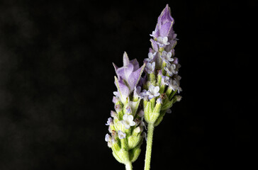 two aromatic lavender flowers, Lavandula dentata
